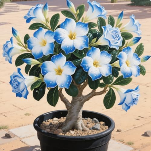 Wüstenrosen-Rhizome – geeignet für den Gartenbau – Staudengärten – erstaunliche Wachstumsrate-4 Rhizome-E von ATRHBF