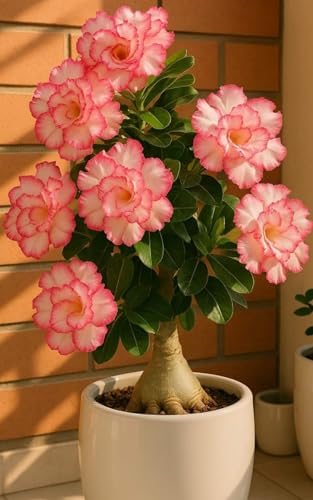 Wüstenrosen-Rhizome – geeignet für den Gartenbau – Staudengärten – erstaunliche Wachstumsrate-4 Rhizome-H von ATRHBF