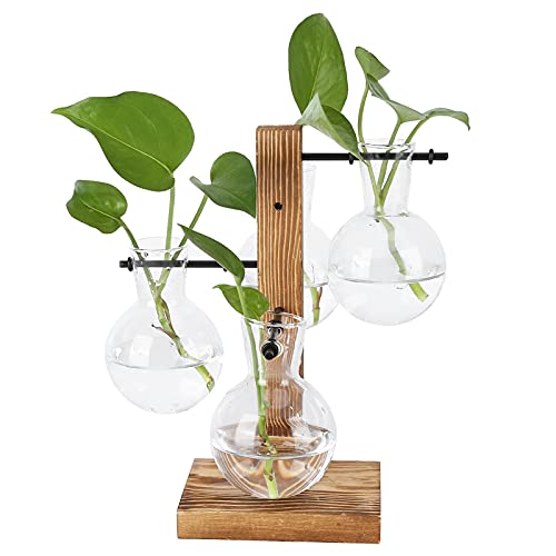 Pflanzenterrarium mit Holzständer, Desktop Hydrokultur Blumenvase Luftpflanzer Halter mit 4 Glühbirnen Becherglas Vase und Massivholzständer für Home Office Dekoration, Transparent von AUNMAS