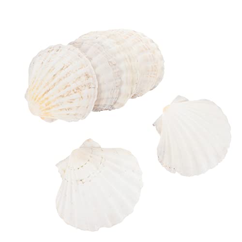 AUTSUPPL 10stücke Muschelschalen Dekorationen Natürliche Scallop Teller Für Malerei Und Tischdeko Für Hochzeiten Bastelprojekte Und Anrichten von AUTSUPPL