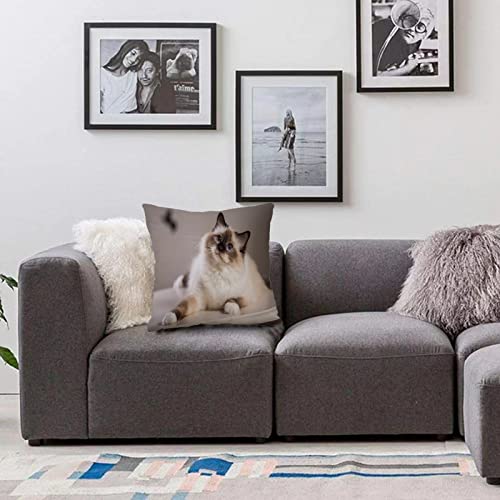 Kopfkissenbezug Home Dekoration,Blauhaarige Heilige Birma-Katze Birma Brown Kitten Long,Pillowcase Super Weich Sofakissen für Wohnzimmer Sofa Bed,45x45cm von AVITASTICS