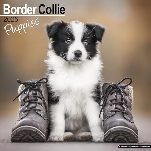 Border Collie Puppies - Border Collie Welpen 2025 - 16-Monatskalender: Original Avonside-Kalender [Mehrsprachig] [Kalender] (Wall-Kalender) von AVONSIDE