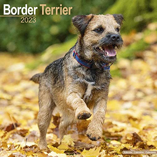 Border Terrier 2023 - 16-Monatskalender: Original Avonside-Kalender [Mehrsprachig] [Kalender] (Wall-Kalender) von AVONSIDE