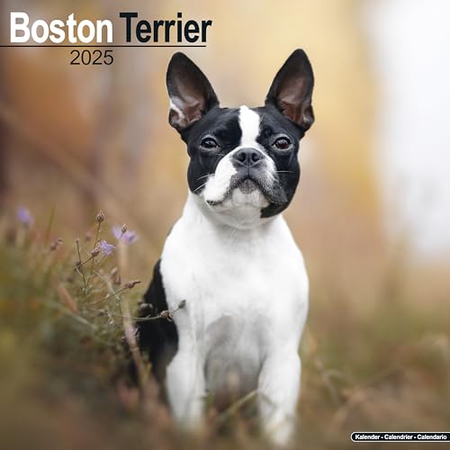 Boston Terrier 2025 – 16-Monatskalender: Original Avonside-Kalender [Mehrsprachig] [Kalender] (Wall-Kalender) von AVONSIDE