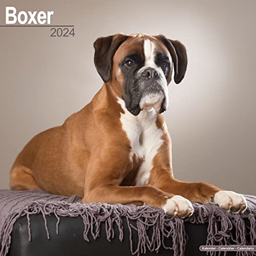 Boxer 2024 - 16-Monatskalender: Original Avonside-Kalender [Mehrsprachig] [Kalender] (Wall-Kalender) von AVONSIDE