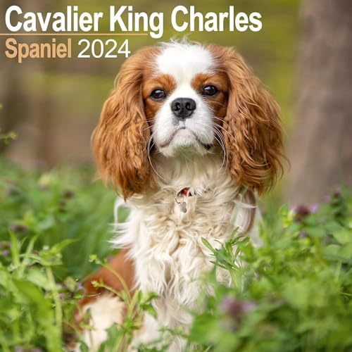 Cavalier King Charles Spaniel 2024 – 16-Monatskalender: Original Avonside-Kalender [Mehrsprachig] [Kalender] (Wall-Kalender) von AVONSIDE