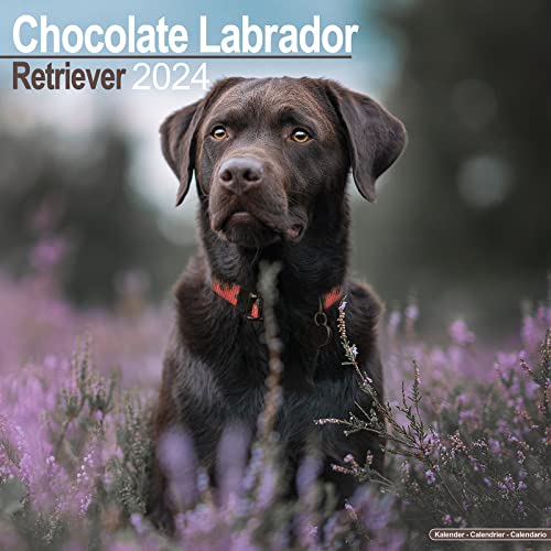 Chocolate Labrador Retriever - Brauner Labrador 2024 - 16-Monatskalender: Original Avonside-Kalender [Mehrsprachig] [Kalender] (Wall-Kalender) von AVONSIDE