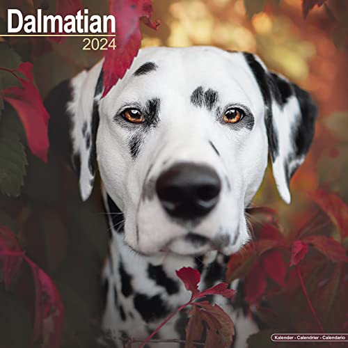 Dalmatian - Dalmatiner 2024 - 16-Monatskalender: Original Avonside-Kalender [Mehrsprachig] [Kalender] (Wall-Kalender) von AVONSIDE