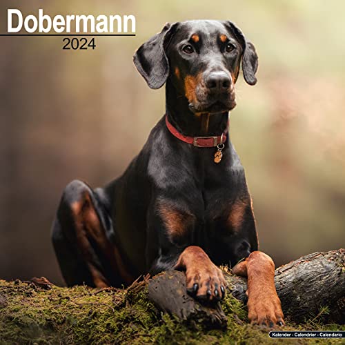 Dobermann 2024 - 16-Monatskalender: Original Avonside-Kalender [Mehrsprachig] [Kalender] (Wall-Kalender) von AVONSIDE