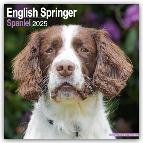 English Springer Spaniels 2025 - 16-Monatskalender: Original Avonside-Kalender [Mehrsprachig] [Kalender] (Wall-Kalender) von AVONSIDE