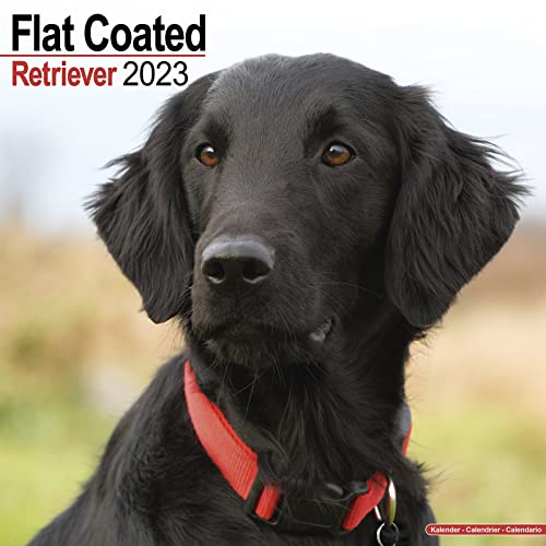Flat-Coated Retriever 2023 - 16-Monatskalender: Original Avonside-Kalender [Mehrsprachig] [Kalender] (Wall-Kalender) von AVONSIDE