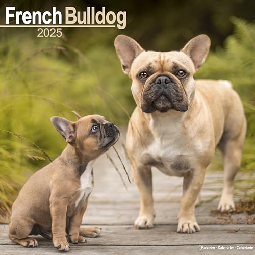 French Bulldog - Französische Bulldoggen 2025 - 16-Monatskalender: Original Avonside-Kalender [Mehrsprachig] [Kalender] (Wall-Kalender) von AVONSIDE