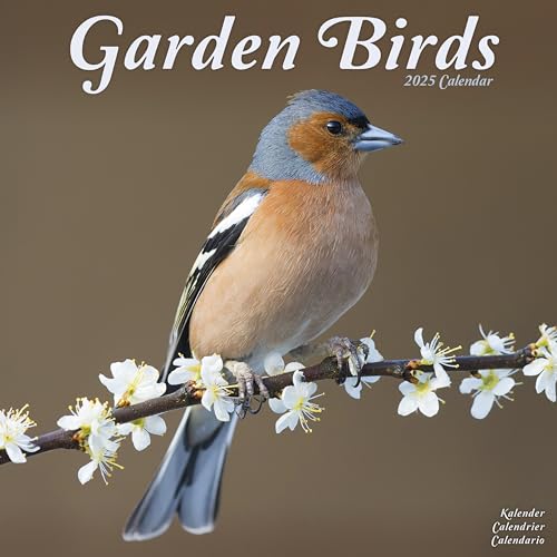 Garden Birds – Gartenvögel 2025 – 16-Monatskalender: Original Avonside-Kalender [Mehrsprachig] [Kalender] (Wall-Kalender) von AVONSIDE