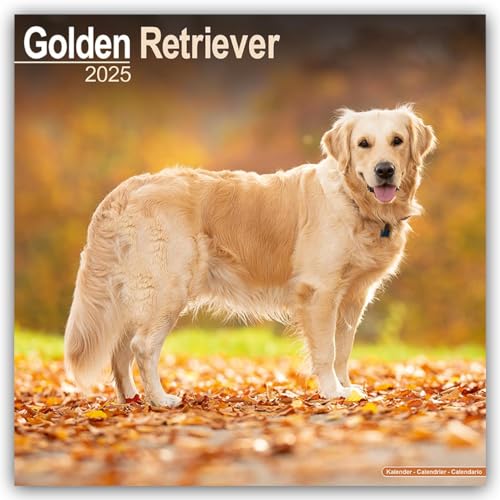 Golden Retriever 2025 - 16-Monatskalender: Original Avonside-Kalender [Mehrsprachig] [Kalender] (Wall-Kalender) von AVONSIDE