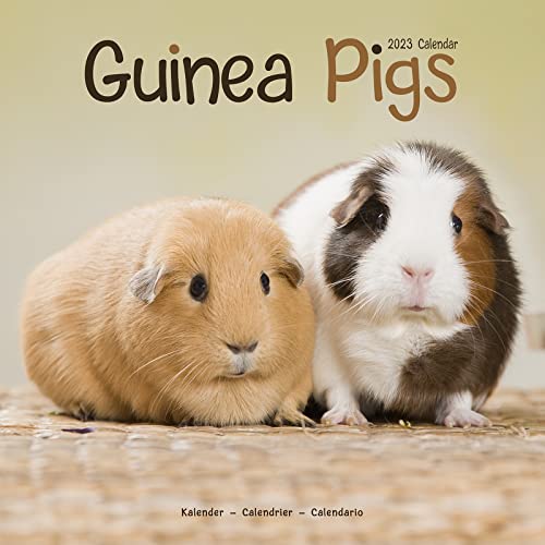 Guinea Pigs - Meerschweinchen 2023 - 16-Monatskalender: Original Avonside-Kalender [Mehrsprachig] [Kalender] (Wall-Kalender) von AVONSIDE