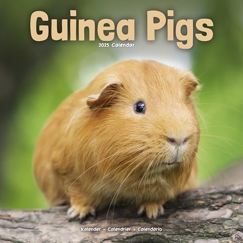 Guinea Pigs – Meerschweinchen 2025 – 16-Monatskalender: Original Avonside-Kalender [Mehrsprachig] [Kalender] (Wall-Kalender) von AVONSIDE