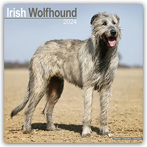 Irish Wolfhound - Irischer Wolfshund 2024 - 16-Monatskalender: Original Avonside-Kalender [Mehrsprachig] [Kalender] (Wall-Kalender) von AVONSIDE