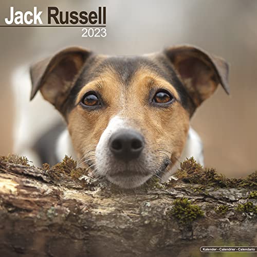 Jack Russell Terrier 2023 - 16-Monatskalender: Original Avonside-Kalender [Mehrsprachig] [Kalender] (Wall-Kalender) von AVONSIDE