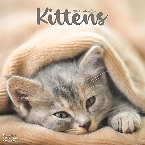 Kittens - Kätzchen 2024 - 16-Monatskalender: Original Avonside-Kalender [Mehrsprachig] [Kalender] (Wall-Kalender) von AVONSIDE