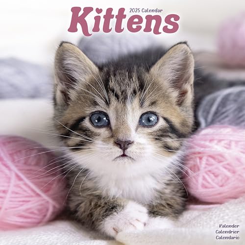 Kittens – Kätzchen 2025 – 16-Monatskalender: Original Avonside-Kalender [Mehrsprachig] [Kalender] (Wall-Kalender) von AVONSIDE