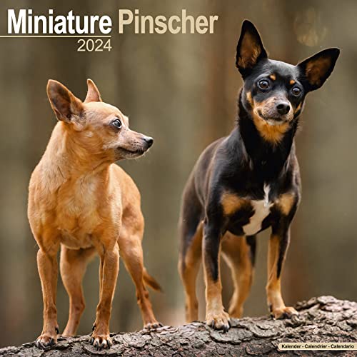 Miniature Pinscher - Zwergpinscher 2024 - 16-Monatskalender: Original Avonside-Kalender [Mehrsprachig] [Kalender] (Wall-Kalender) von AVONSIDE