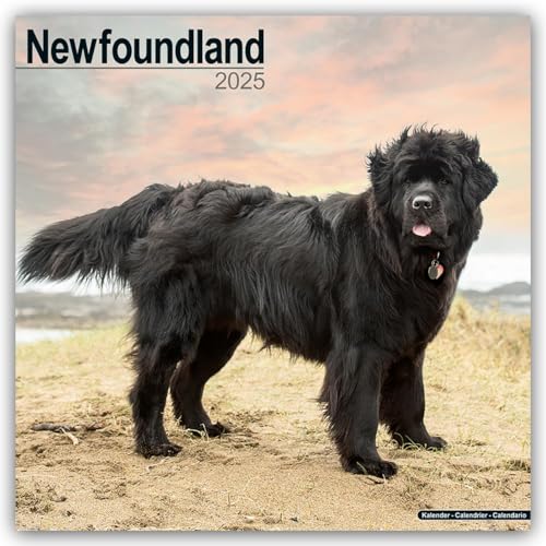 Newfoundland - Neufundländer 2025 - 16-Monatskalender: Original Avonside-Kalender [Mehrsprachig] [Kalender] (Wall-Kalender) von AVONSIDE