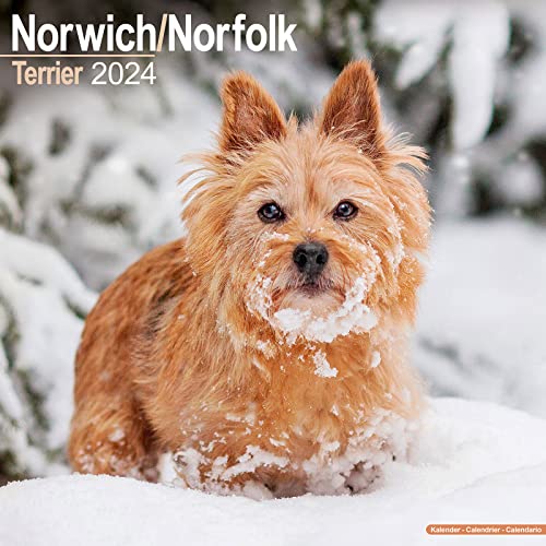 Norfolk Terrier 2024 - 16-Monatskalender: Original Avonside-Kalender [Mehrsprachig] [Kalender] (Wall-Kalender) von AVONSIDE