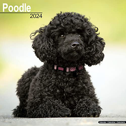 Poodle - Pudel 2024 - 16-Monatskalender: Original Avonside-Kalender [Mehrsprachig] [Kalender] (Wall-Kalender) von AVONSIDE