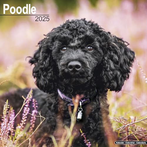 Poodle - Pudel 2025- 16-Monatskalender: Original Avonside-Kalender [Mehrsprachig] [Kalender] (Wall-Kalender) von AVONSIDE