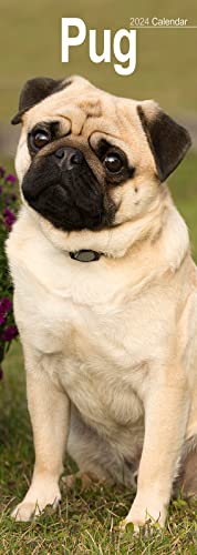 Pugs - Möpse 2024: Original Avonside-Kalender - Slimline [Mehrsprachig] [Kalender] (Slimline-Kalender) von AVONSIDE
