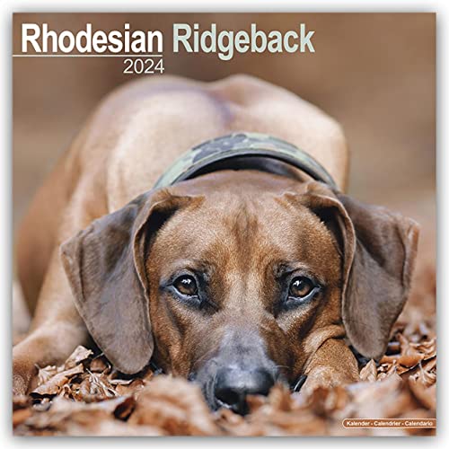 Rhodesian Ridgeback - Afrikanischer Löwenhund 2024 - 16-Monatskalender: Original Avonside-Kalender [Mehrsprachig] [Kalender] (Wall-Kalender) von AVONSIDE