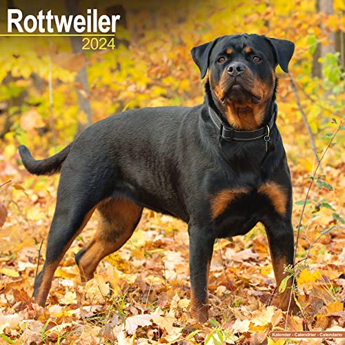 Rottweiler - Rottweiler 2024 - 16-Monatskalender: Original Avonside-Kalender [Mehrsprachig] [Kalender] (Wall-Kalender) von AVONSIDE