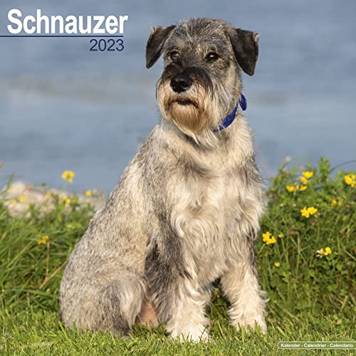 Schnauzer - Schnauzer 2023 - 16-Monatskalender: Original Avonside-Kalender [Mehrsprachig] [Kalender] (Wall-Kalender) von AVONSIDE