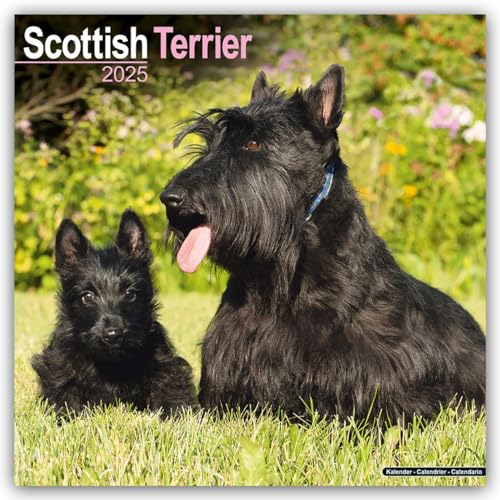 Scottish Terrier - Scottish Terrier 2025- 16-Monatskalender: Original Avonside-Kalender [Mehrsprachig] [Kalender] (Wall-Kalender) von AVONSIDE