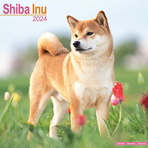 Shiba Inu 2024 - 16-Monatskalender: Original Avonside-Kalender [Mehrsprachig] [Kalender] (Wall-Kalender) von AVONSIDE