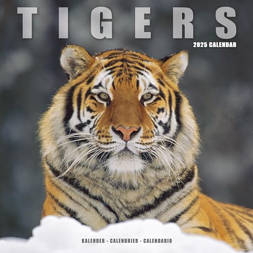 Tigers – Tiger 2025 – 16-Monatskalender: Original Avonside-Kalender [Mehrsprachig] [Kalender] (Wall-Kalender) von AVONSIDE