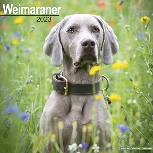 Weimaraner - Weimaraner 2023 - 16-Monatskalender: Original Avonside-Kalender [Mehrsprachig] [Kalender] (Wall-Kalender) von AVONSIDE