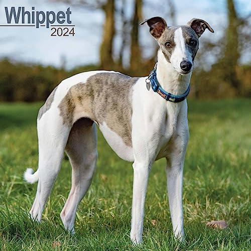 Whippet - Kleine Englische Windhunde 2024 - 16-Monatskalender: Original Avonside-Kalender [Mehrsprachig] [Kalender] (Wall-Kalender) von AVONSIDE