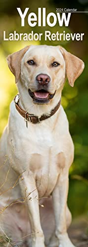 Yellow Labrador Retriever - Gelbe Labradore 2024: Original Avonside-Kalender - Slimline [Mehrsprachig] [Kalender] (Slimline-Kalender) von AVONSIDE