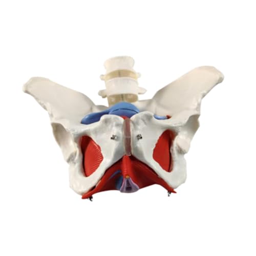 ＡＷＨＡＯ Weibliches Beckenmodell HIP Model Unterrichtshilfe Beckenbodenausbildung für Patentkommunikation von ＡＷＨＡＯ