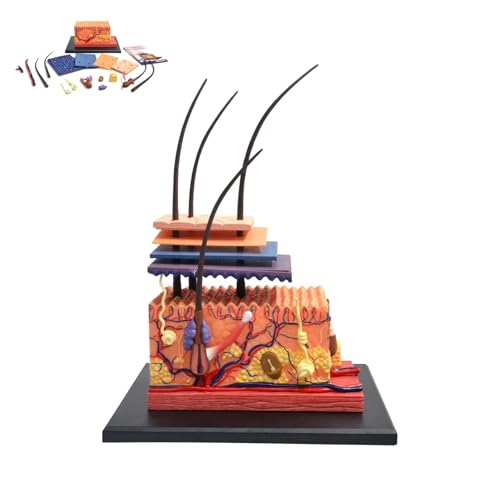 4D-Hautmodell, Hautstrukturmodell mit 19 abnehmbaren Teilen, Anatomiemodelle menschlicher Haut und Haarorgane, Lehrmittel für naturwissenschaftliche Studien oder Patientenaufklärung von AXGCAA