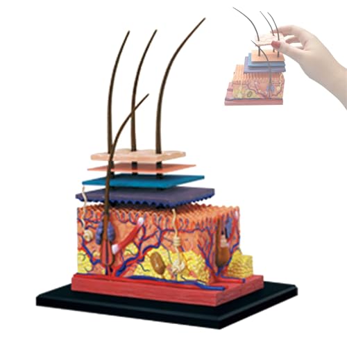 Anatomisches Hautmodell, 4D-Modell der menschlichen Hautstruktur, 19 abnehmbare Teile, Anatomiemodelle der menschlichen Haut und der Haarorgane, Lehrmittel für Präsentationen im Unterricht von AXGCAA
