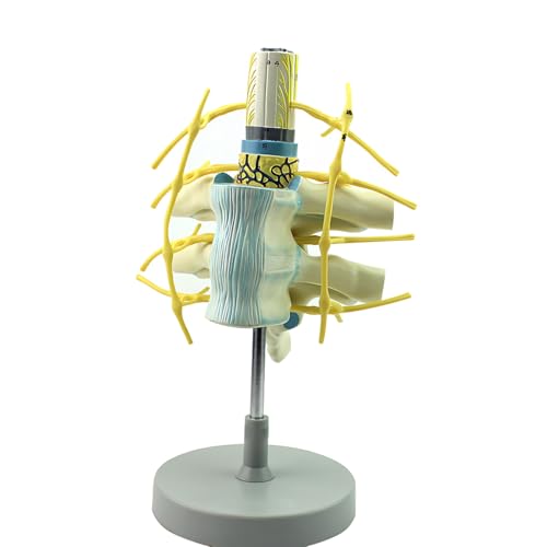 Menschliches Brustwirbelmodell, Anatomiemodell der menschlichen Körperproportionen, robustes PVC-Material, Wirbelsäule mit vergrößerten Modellen von Rückenmark und Spinalnerven von AXGCAA