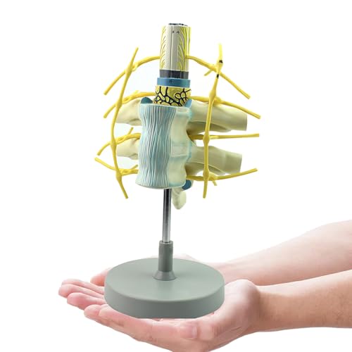 Thorax-Rückenmarksnerv-Sympathikus-Rumpf-Modell, Anatomiemodell der menschlichen Körperproportionen der Wirbelsäule, Menschliche Brustwirbelmodelle mit Rückenmark und Nerven, für Unterricht von AXGCAA