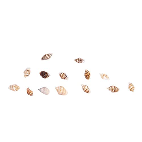 Tiny Sea Ocean Beach Spiral Muscheln Miniature Strand Tier Thema Dekor 30pcs winziges Trottel Muscheln von AZIDWERYQ
