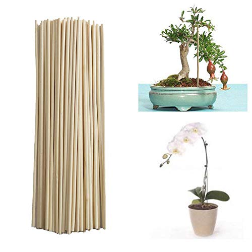 AZXAZ 50 Stück Bambus-Pflanzenstäbchen 30 cm Pflanzen wachsen Unterstützung Gartenstöcke Holzpflanze Blumen-Stützstab von AZXAZ