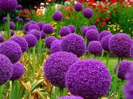Neue frische 100 Stück Allium-Blumensamen von Aachondra