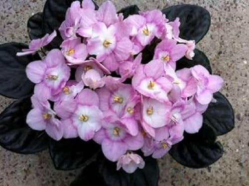 Neue frische 100 Stück Matthiola Blumensamen von Aachondra