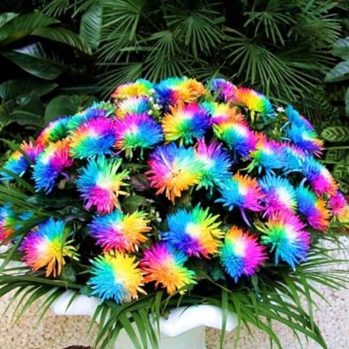 Neue frische 100 Stück Regenbogen-Chrysanthemen-Blumensamen Neue frische 100 Stück Regenbogen-Chrysanthemen-Blumensamen von Aachondra
