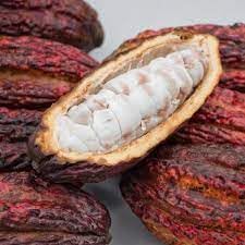 Neue frische 15 Stück Kakaofruchtsamen von Aachondra
